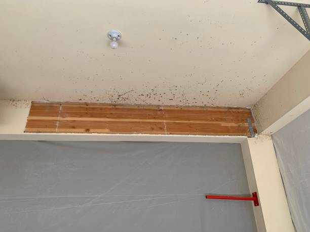 Best Air Quality Testing for Mold Spores  in USA